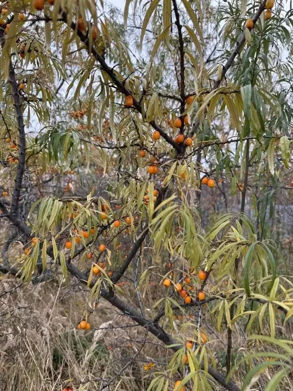 Участок в Чувашия, Чебоксары Чандровский садоводческое товарищество, ... - Фото 2