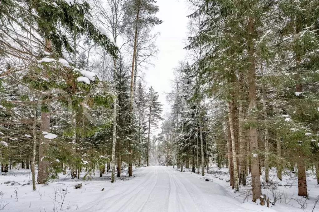 Участок в Ленинградская область, Выборгский район, Первомайское с/пос, ... - Фото 1