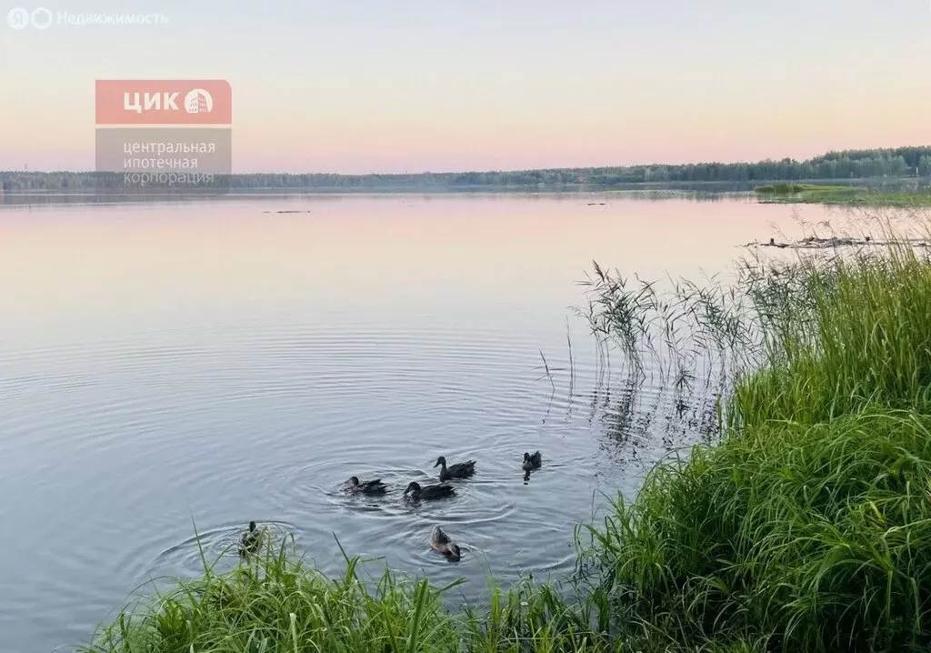 Участок в Рязанская область, Клепиковский муниципальный округ, деревня ... - Фото 2