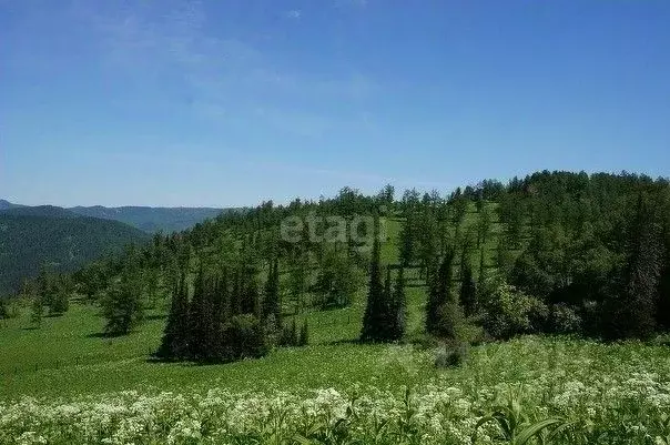 Участок в Алтай, Чемальский район, с. Нижний Куюм  (666.0 сот.) - Фото 0