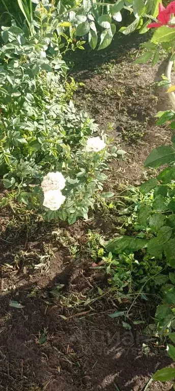 Участок в Марий Эл, Медведевский район, Знаменское с/пос, Рябинка СНТ ... - Фото 2