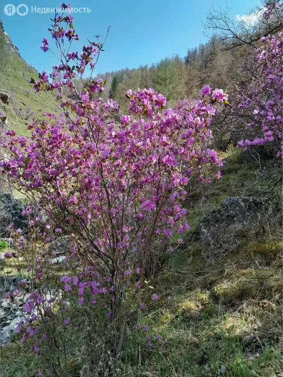 Участок в Онгудайский район, село Купчегень (6.9 м) - Фото 1