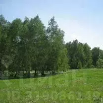 Участок в Алтайский край, Павловский район, с. Стуково Молодежная ул., ... - Фото 0