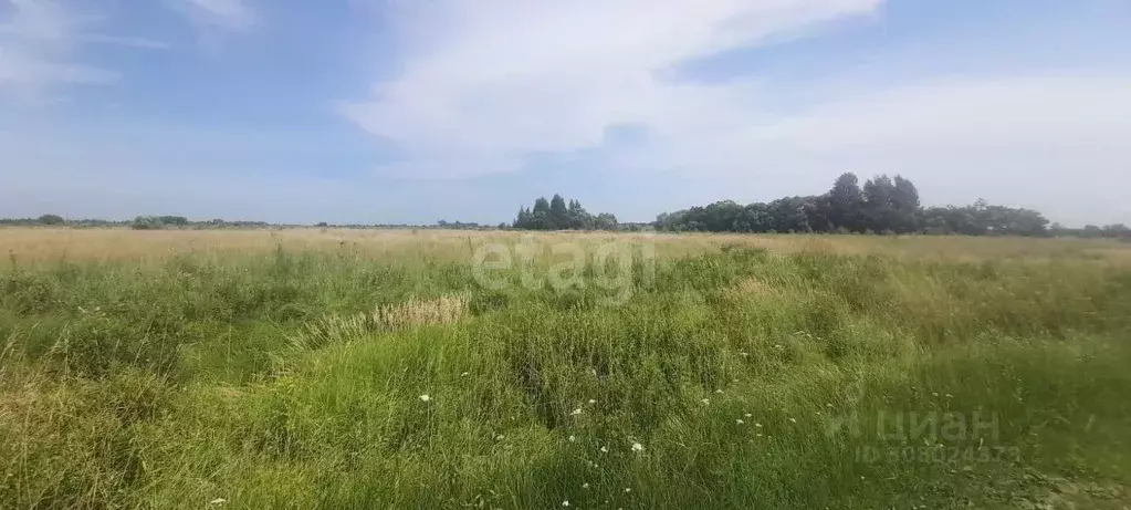 Участок в Хабаровский край, Хабаровский район, с. Чистополье ... - Фото 1