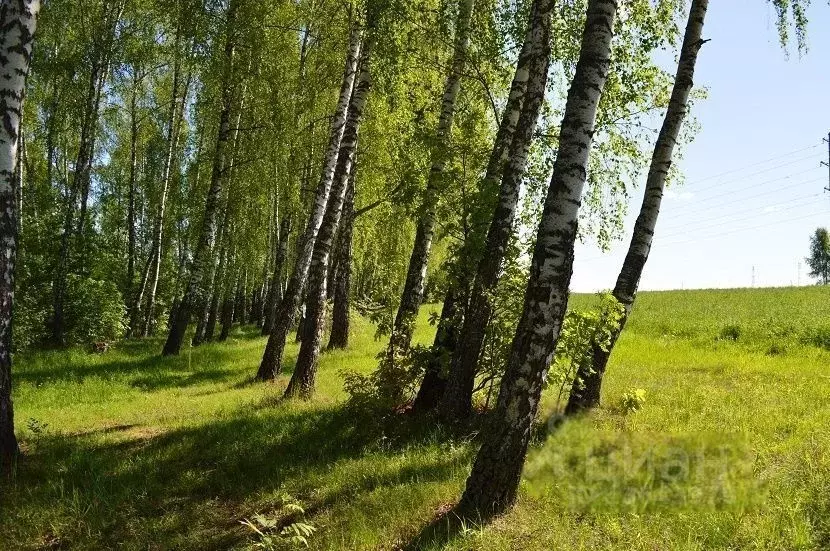 Купить Участок В Черное Московской Области