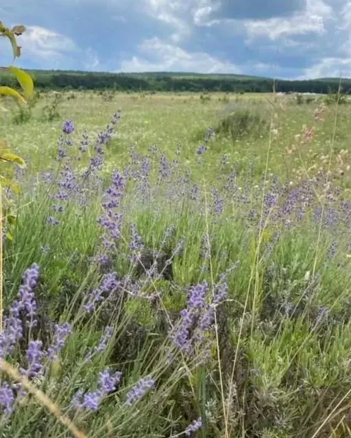 Участок в Крым, Бахчисарайский район, с. Скалистое  (10.0 сот.) - Фото 0