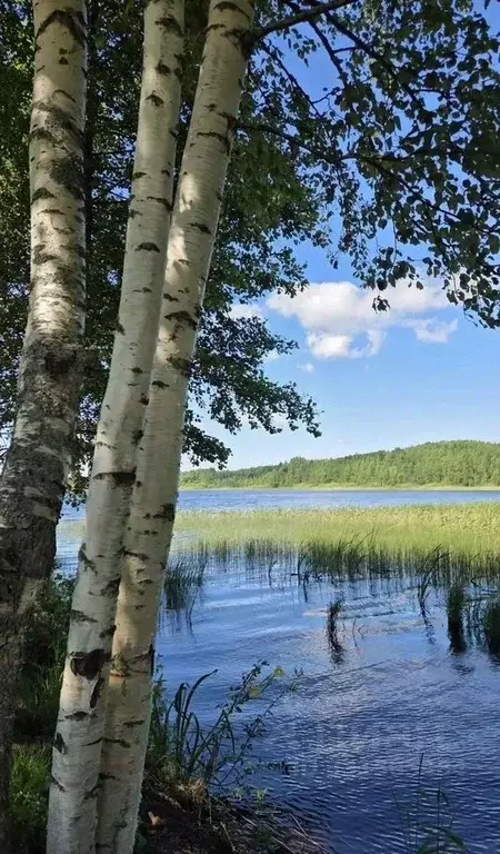 Участок в Ленинградская область, Выборгский район, Гончаровское с/пос, ... - Фото 1