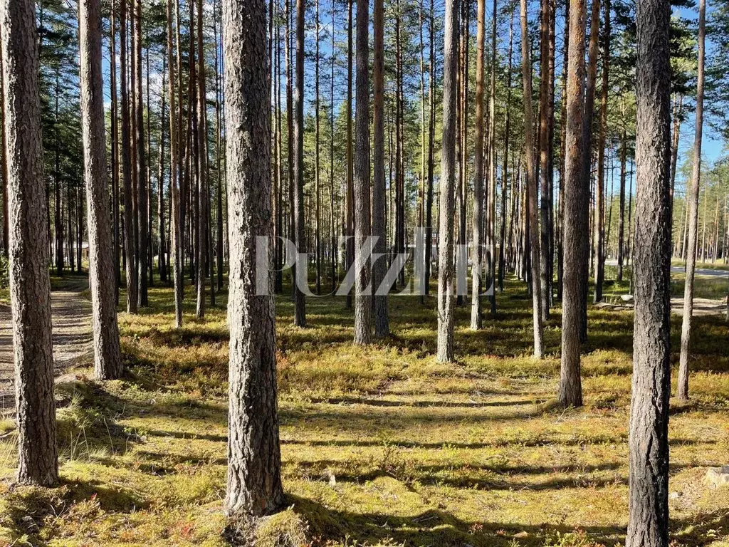Участок в Ленинградская область, Приозерский район, Петровское с/пос, ... - Фото 2