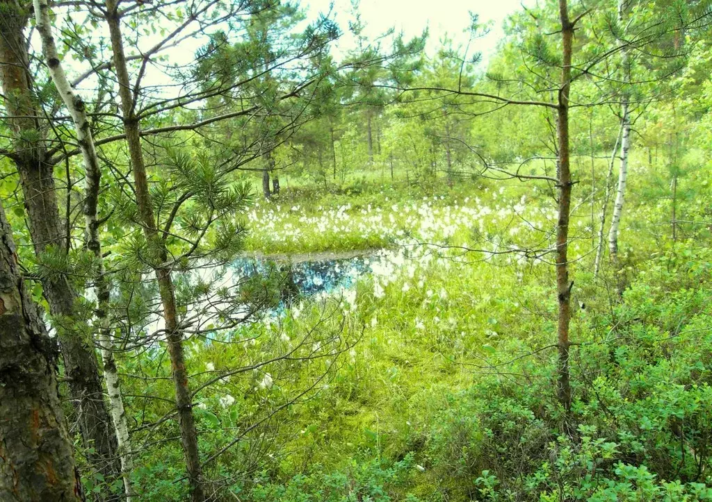 Участок в Московская область, Сергиево-Посадский городской округ, с. ... - Фото 1