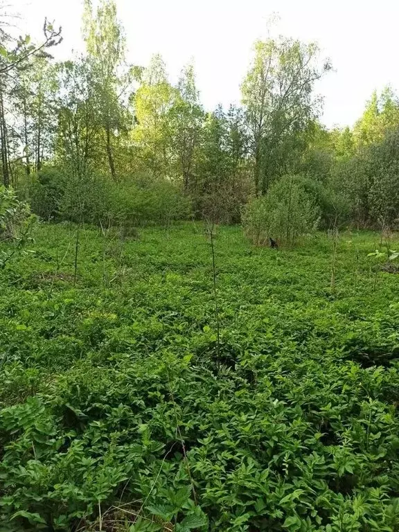 Купить Участок Сенино Чеховский Район