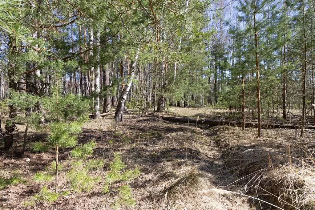 Участок в Владимирская область, Судогодский район, Лавровское ... - Фото 0