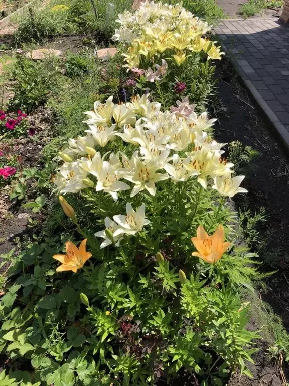 Дом в Омская область, Омск СОСН Путеец-3 тер.,  (23 м) - Фото 1