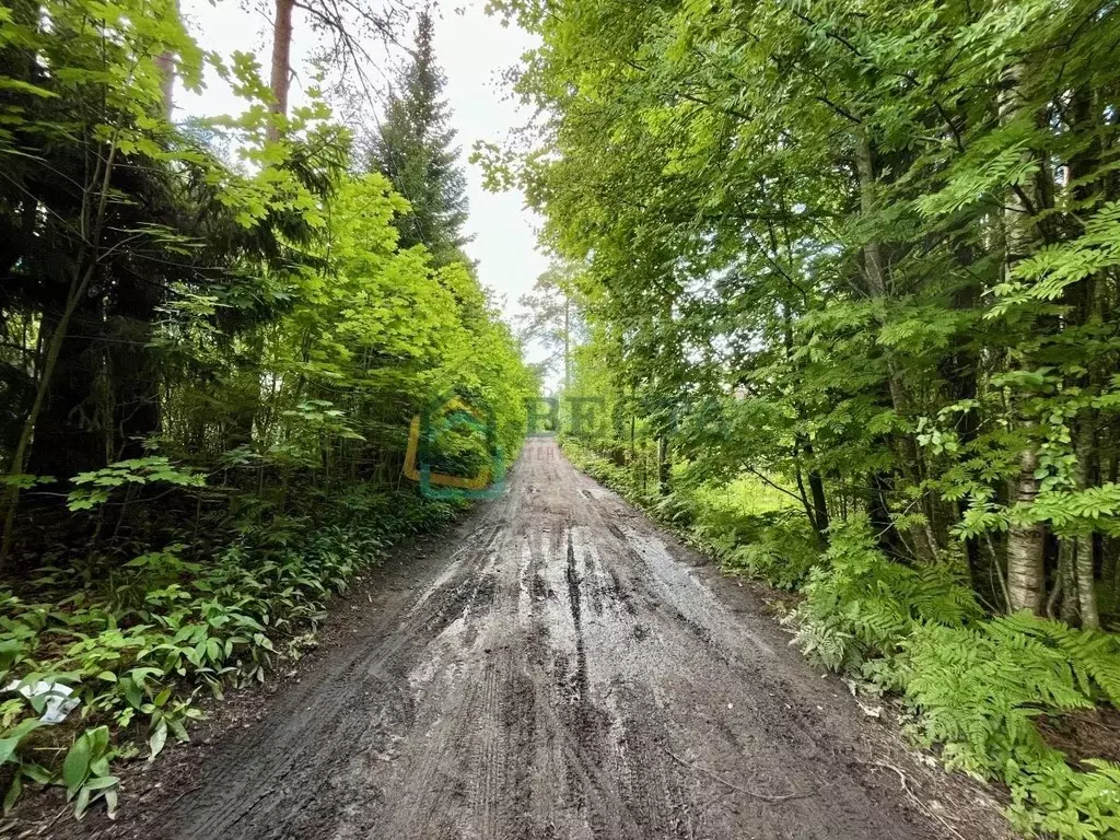 Участок в Ленинградская область, Всеволожский район, Куйвозовское ... - Фото 1