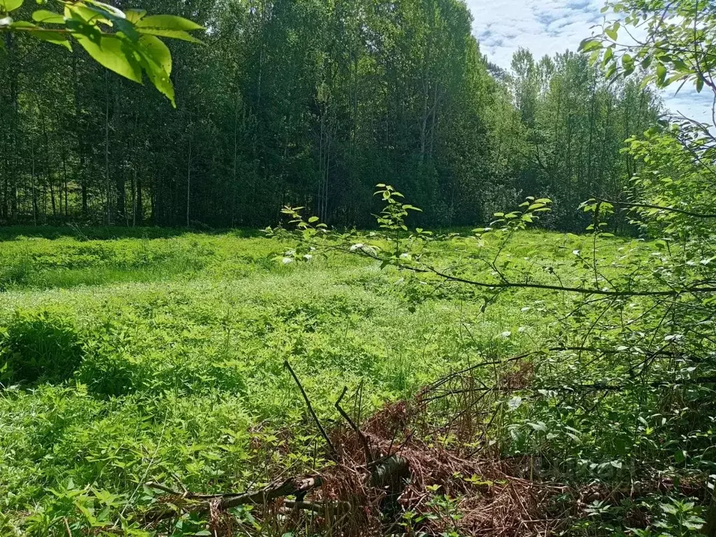 Участок в Карелия, Сортавальский муниципальный округ, пос. Мейери  ... - Фото 1