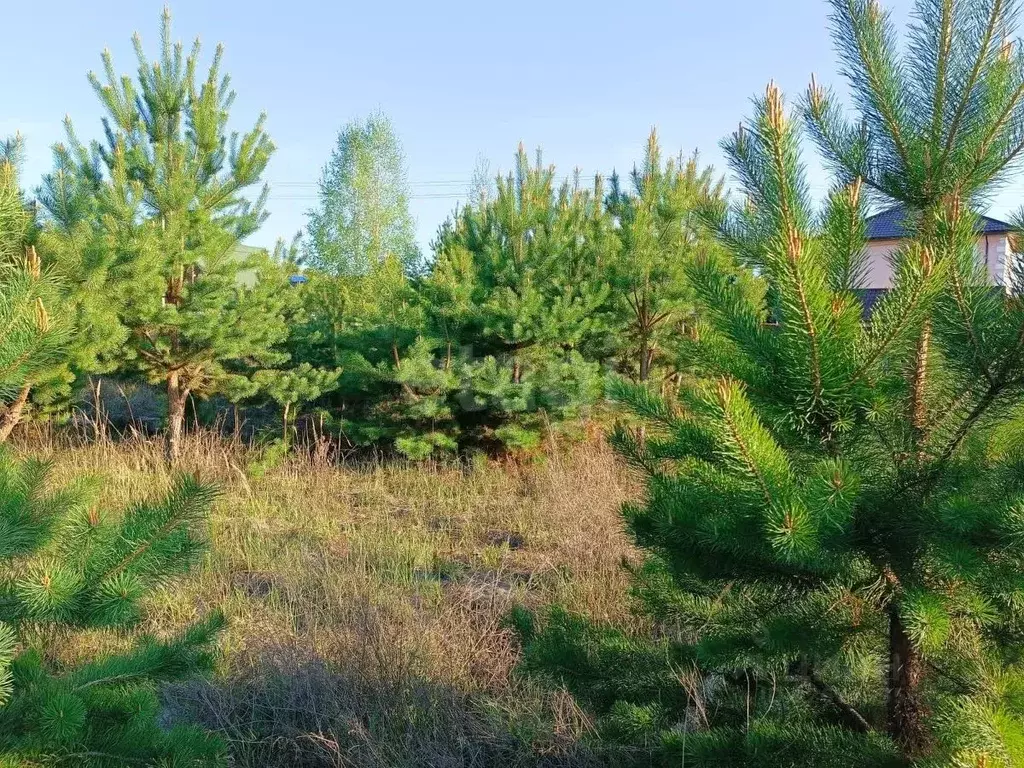 Участок в Курганская область, Каргапольский муниципальный округ, д. ... - Фото 2