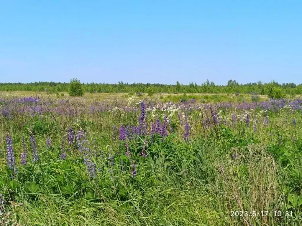 Участок в Нижегородская область, Сосновский муниципальный округ, д. ... - Фото 1