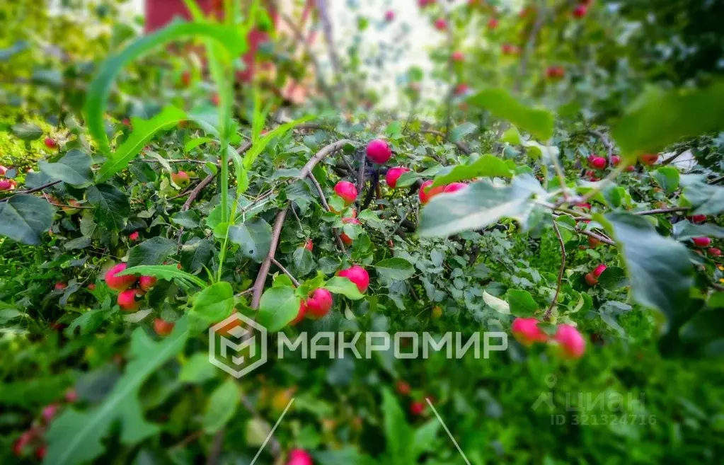 Дом в Челябинская область, Сосновский муниципальный округ, Касарги СНТ ... - Фото 2