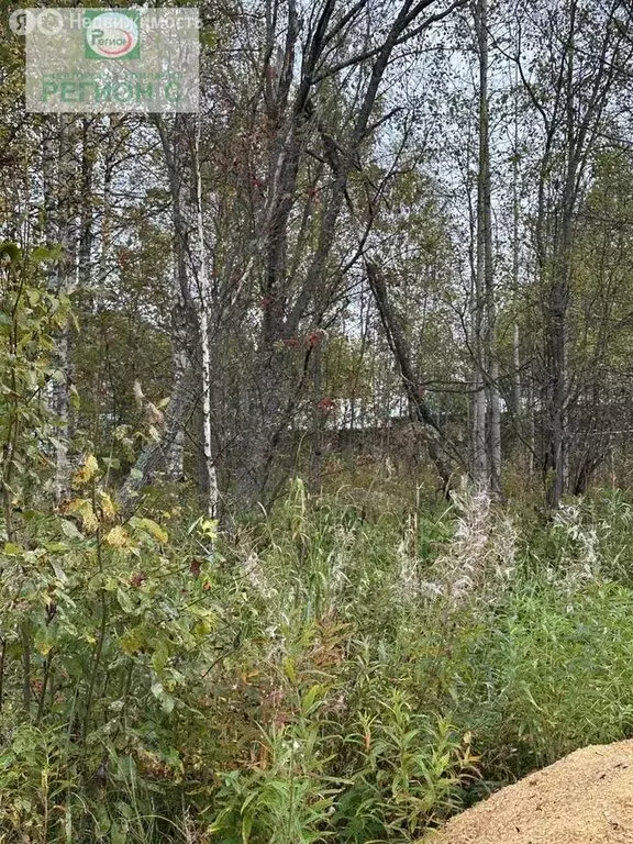 Участок в Архангельская область, Приморский муниципальный округ, СНТ ... - Фото 2