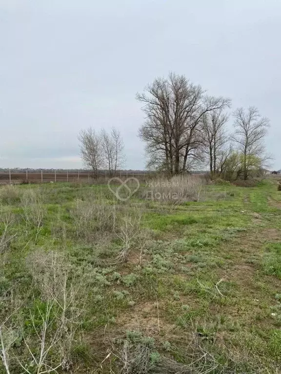 Участок в Волгоградская область, Среднеахтубинский район, Ахтубинское ... - Фото 2