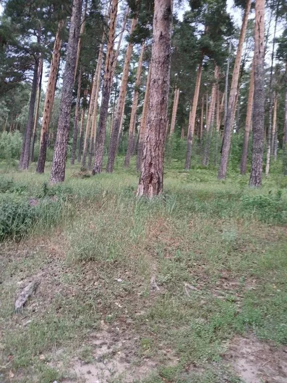 Участок в Татарстан, Зеленодольский район, Октябрьское с/пос, пос. ... - Фото 1