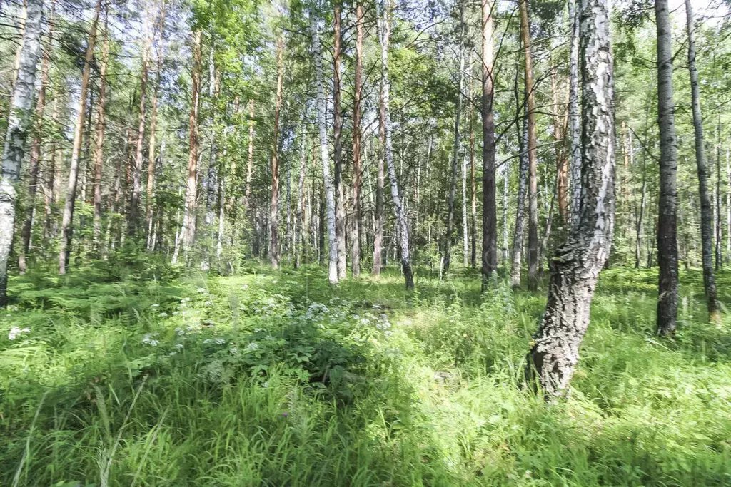 Участок в Нижнетавдинский район, деревня Красный Яр (15 м) - Фото 0