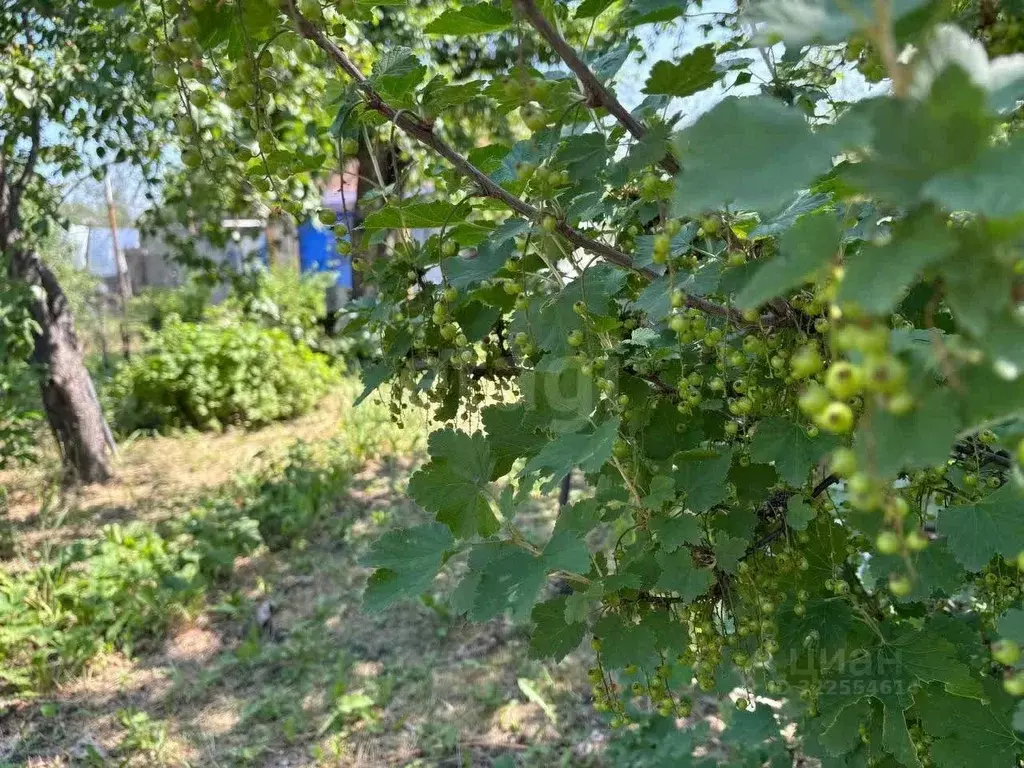 Дом в Челябинская область, Челябинск Тракторосад 1-2 сад 1 тер.,  (24 ... - Фото 1