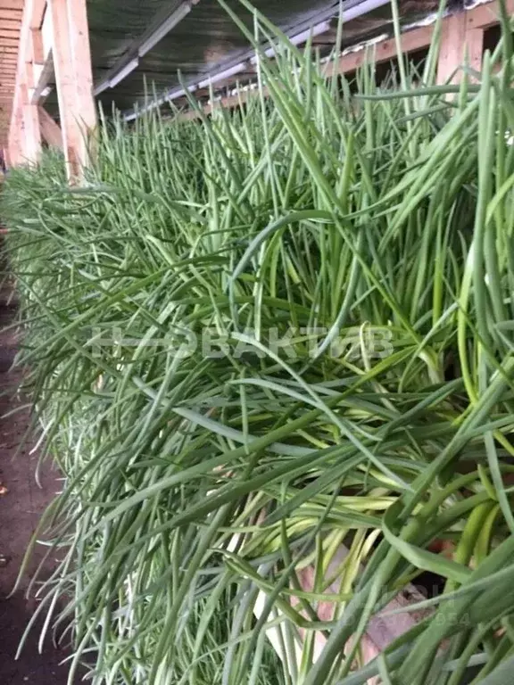 Производственное помещение в Новосибирская область, Искитим ... - Фото 2