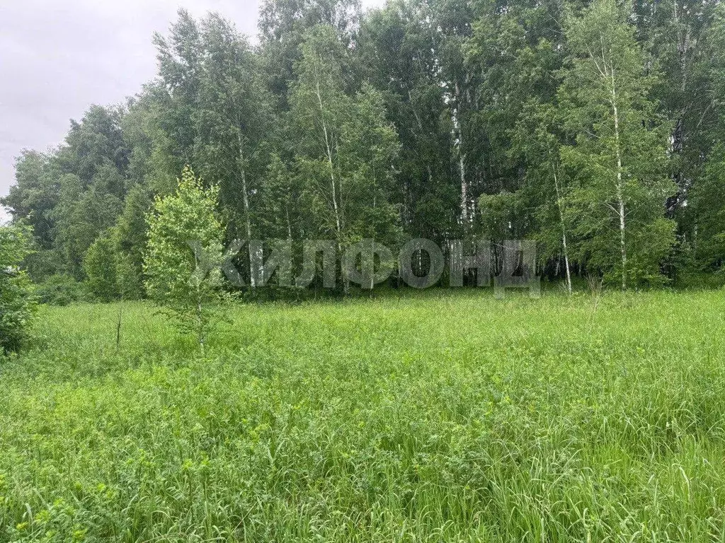 Участок в Новосибирская область, Новосибирский район, Краснообск ... - Фото 1