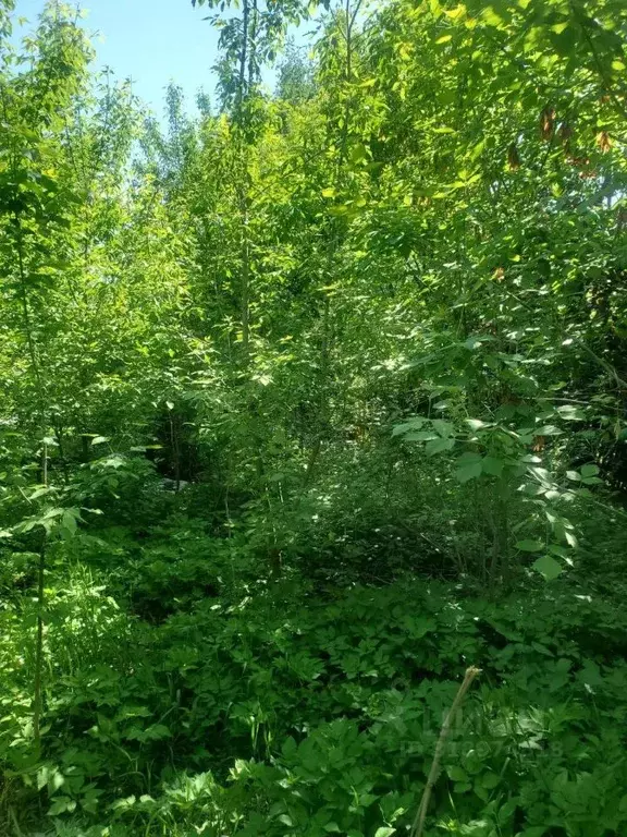Участок в Московская область, Люберцы городской округ, д. Часовня ш. ... - Фото 0