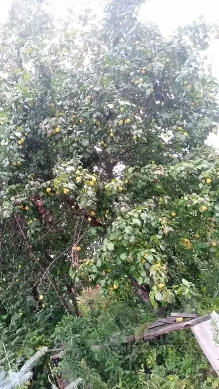 Дом в Кемеровская область, Кемерово Урожай СНТ,  (20 м) - Фото 2