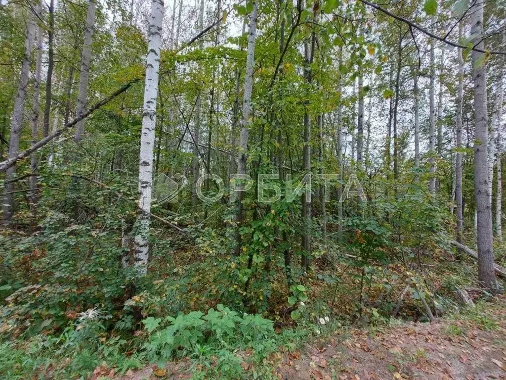 Участок в Тюменская область, Нижнетавдинский муниципальный округ, ... - Фото 1