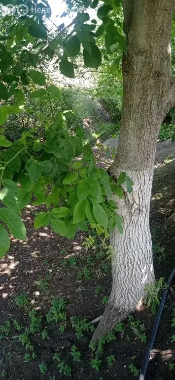 Участок в Республика Крым, Симферополь (6 м) - Фото 1