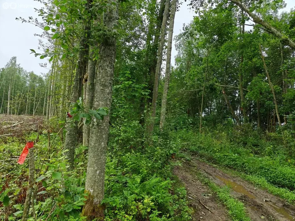 Участок в Осьминское сельское поселение, деревня Извоз (183 м) - Фото 2