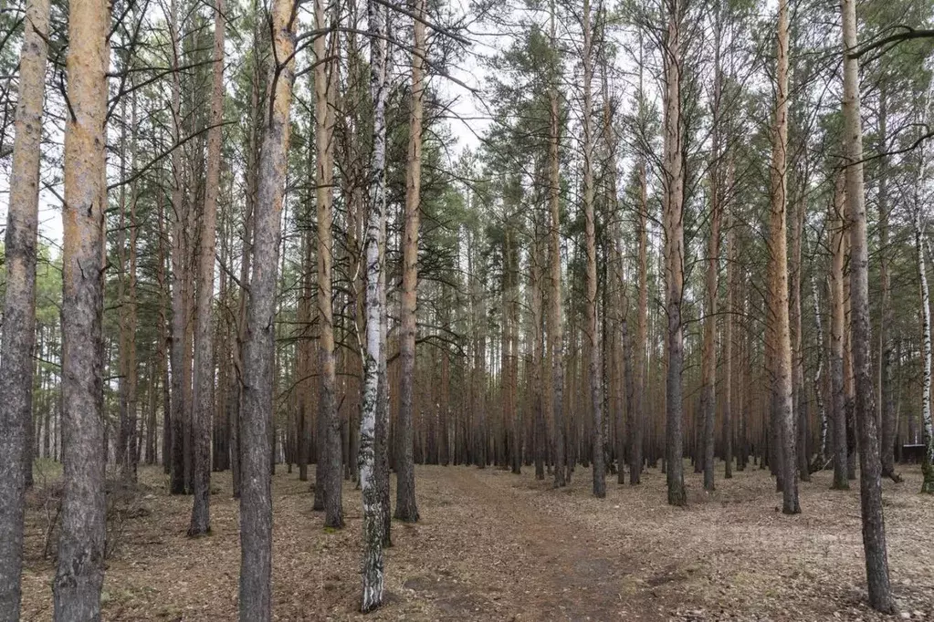 Дом в Тюменская область, Тюмень СНТСН Суходольное тер., ул. Лесная ... - Фото 0