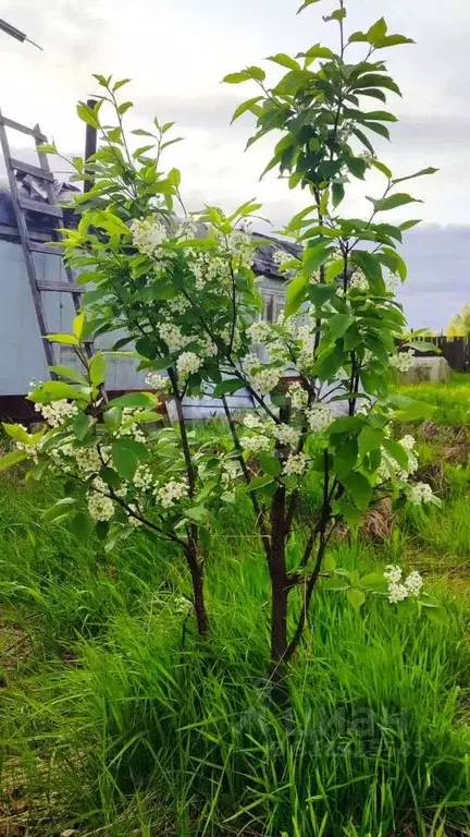 Дом в Коми, Усинск Коммунальник садово-огородное товарищество,  (40 м) - Фото 0