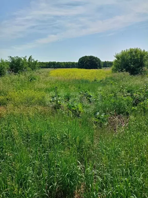 Участок в Алтайский край, с. Романово ул. Фрунзенская, 77 (36.2 сот.) - Фото 1