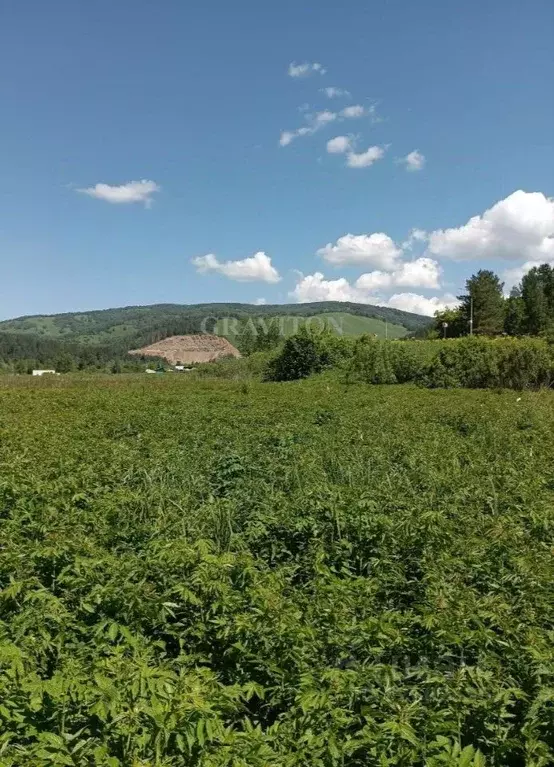 Участок в Алтай, Майминский район, с. Кызыл-Озек Советская ул. (10.0 ... - Фото 1