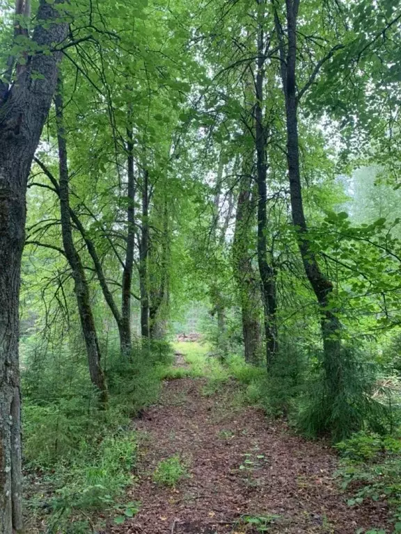 Участок в Ленинградская область, Луга  (95.0 сот.) - Фото 1