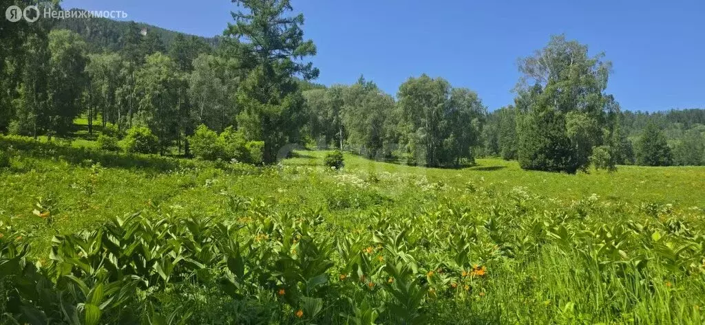 Участок в Усть-Коксинский район, село Усть-Кокса (410 м) - Фото 1