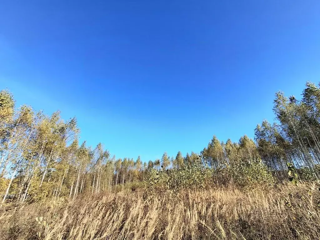 Участок в Марий Эл, Йошкар-Ола городской округ, д. Шоя-Кузнецово ул. ... - Фото 1