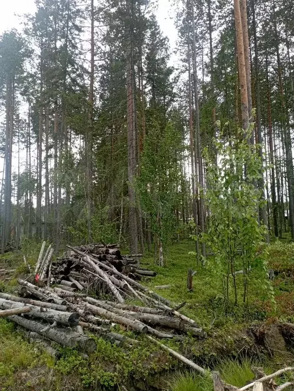 Участок 10 сот. (ИЖС) - Фото 1