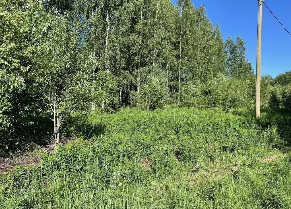 Участок в Ленинградская область, Лодейнопольский район, Алеховщинское ... - Фото 1