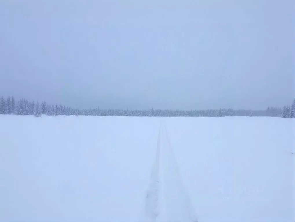 Участок в Амурская область, Белогорск городской округ, с. Низинное ул. ... - Фото 2