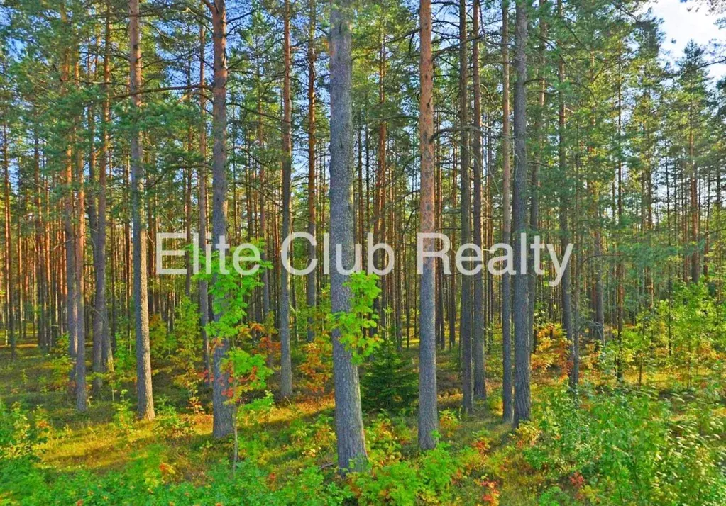 Участок в Санкт-Петербург пос. Комарово, ул. Пионерская (25.0 сот.) - Фото 1