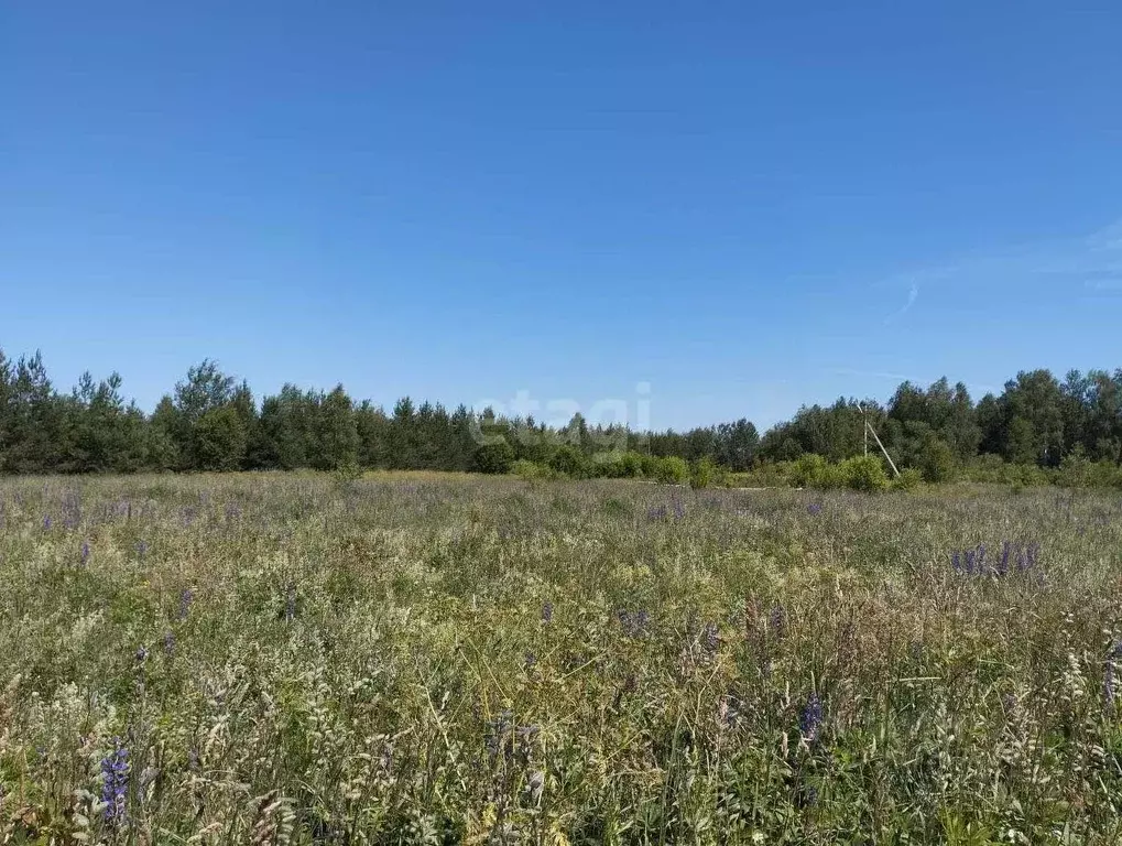 Участок в Владимирская область, Селивановский район, Малышевское ... - Фото 1