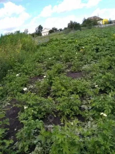 Участок в Ульяновская область, Ульяновский район, Тимирязевское с/пос, ... - Фото 0