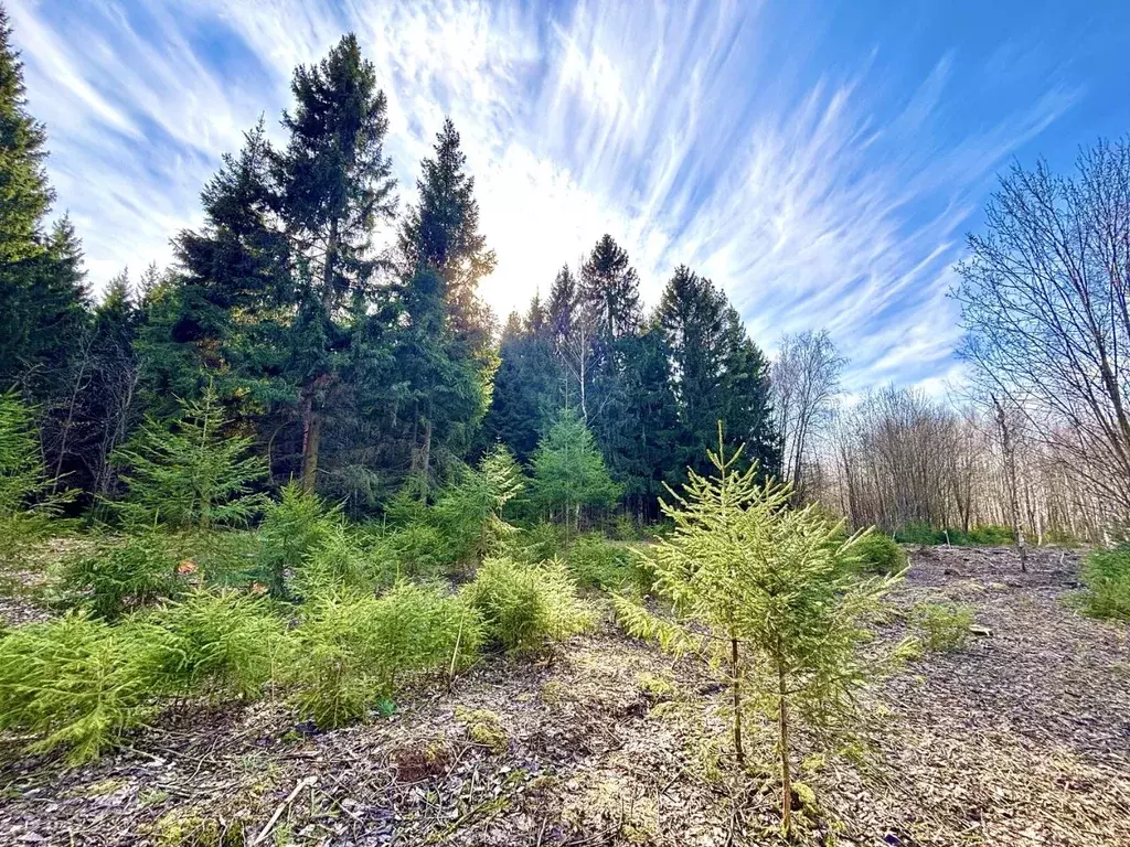Участок в Московская область, Домодедово городской округ, д. Курганье  ... - Фото 2