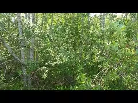 Участок 16,5 сот. (СНТ, ДНП) - Фото 1
