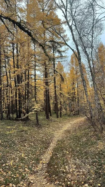 Участок в Саха (Якутия), Якутск городской округ, с. Маган  (11.5 сот.) - Фото 0