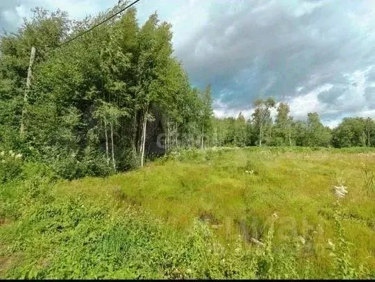Участок в Карелия, Прионежский район, Заозерское с/пос, Березки СНТ  ... - Фото 1